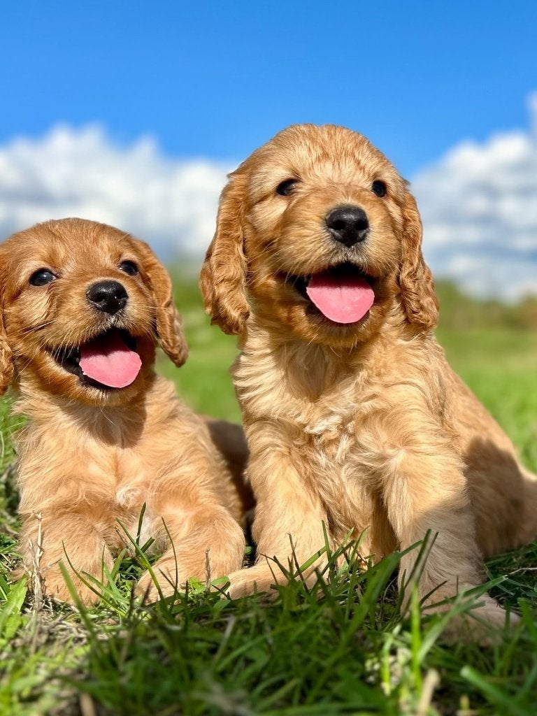 Beaux chiots cockapoo (cocker x caniche), Maladie de Carré (chiens), Autres races, Plusieurs, Belgique