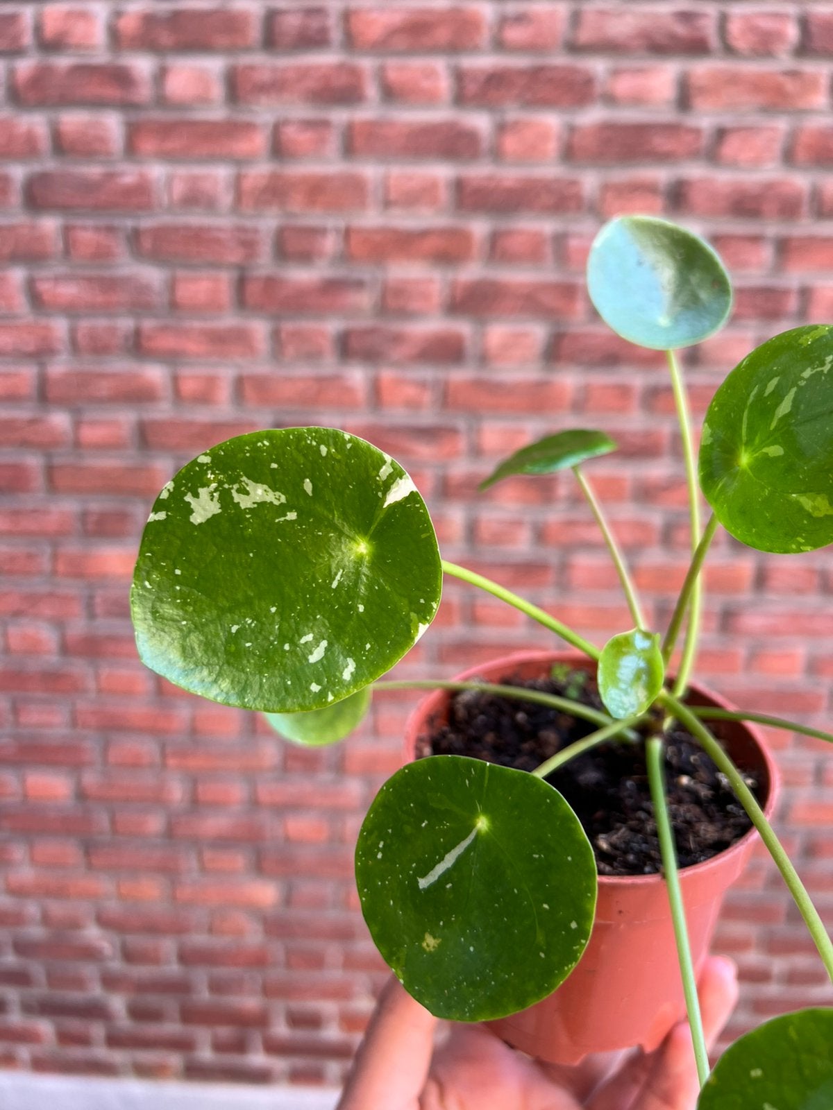 Pilea peperomioides pannenkoekenplant, Huis en Inrichting, Kamerplanten, Overige soorten, In pot, Minder dan 100 cm, Groene kamerplant