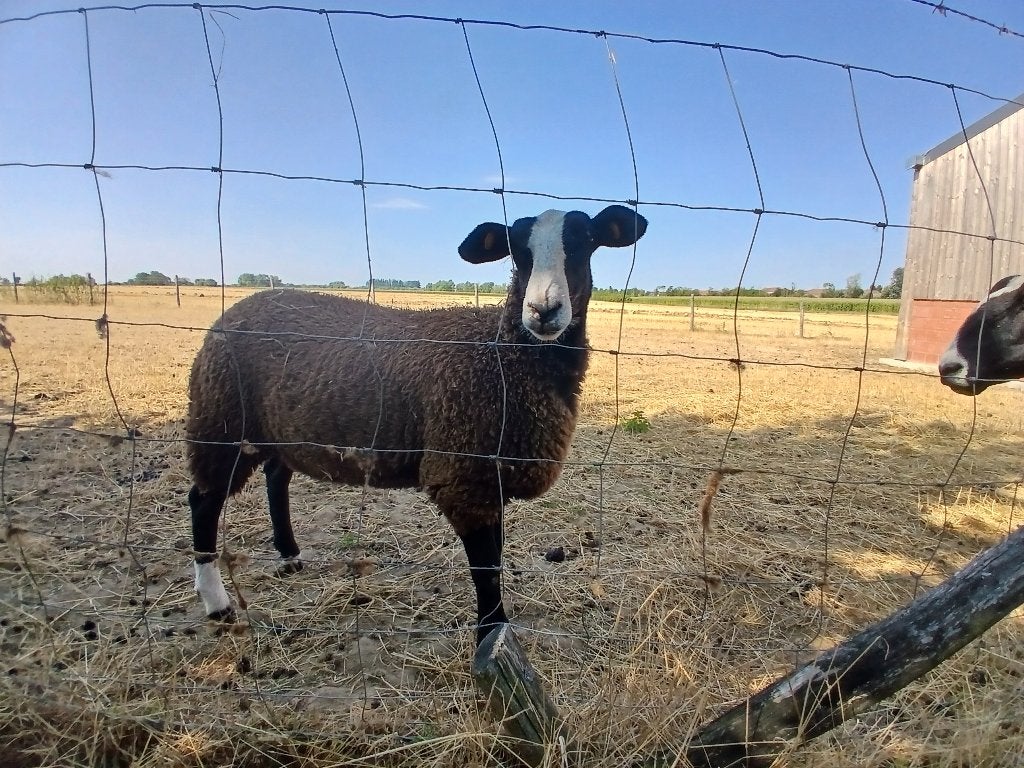 Mouton zwartbles, Femelle, Mouton, 0 à 2 ans