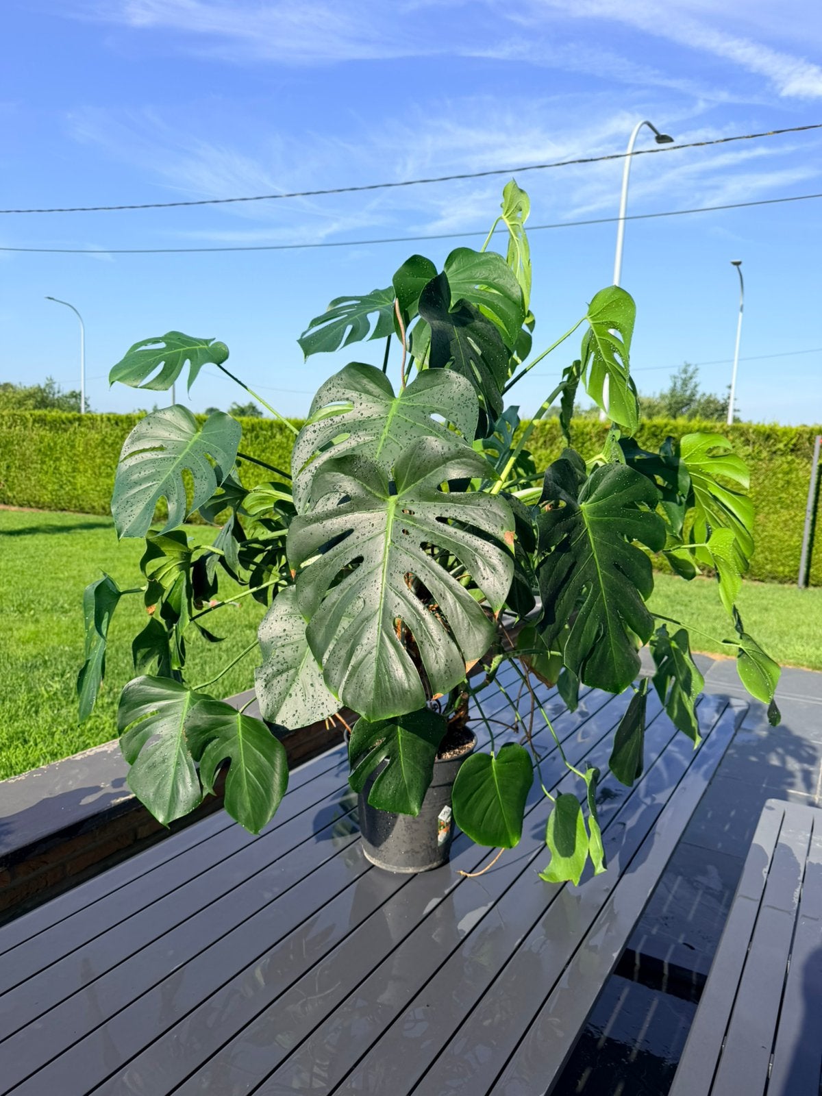 Monstera XL - te koop, Maison & Meubles, Plantes d'intérieur, Autres espèces, 100 à 150 cm, Plante verte, Ombre partielle, En pot