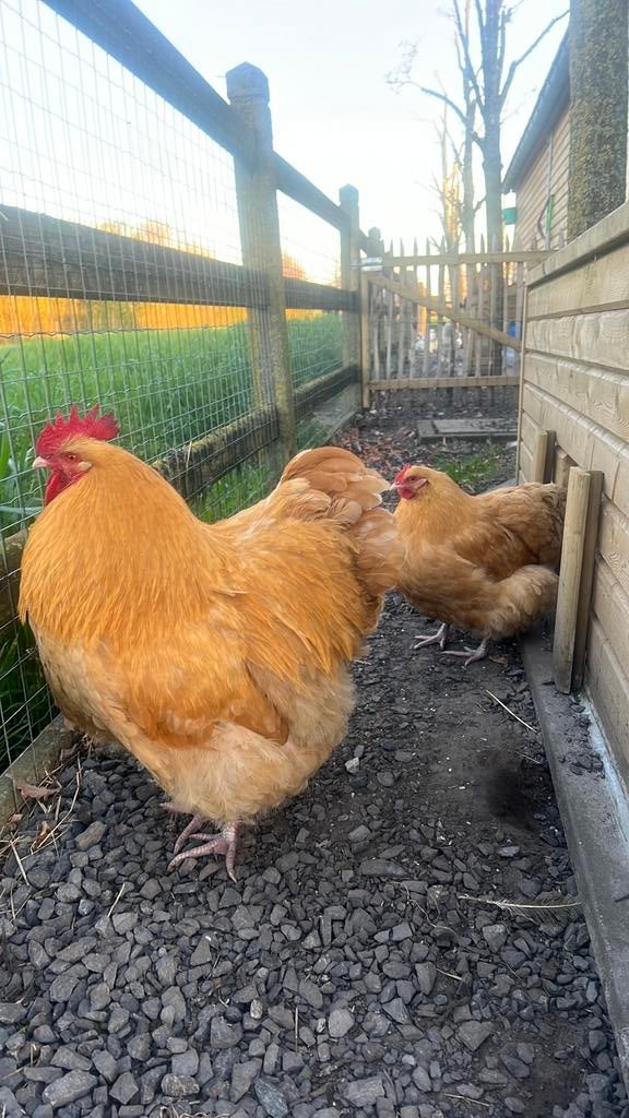 Orpigton hen + haan te koop, Ophalen
