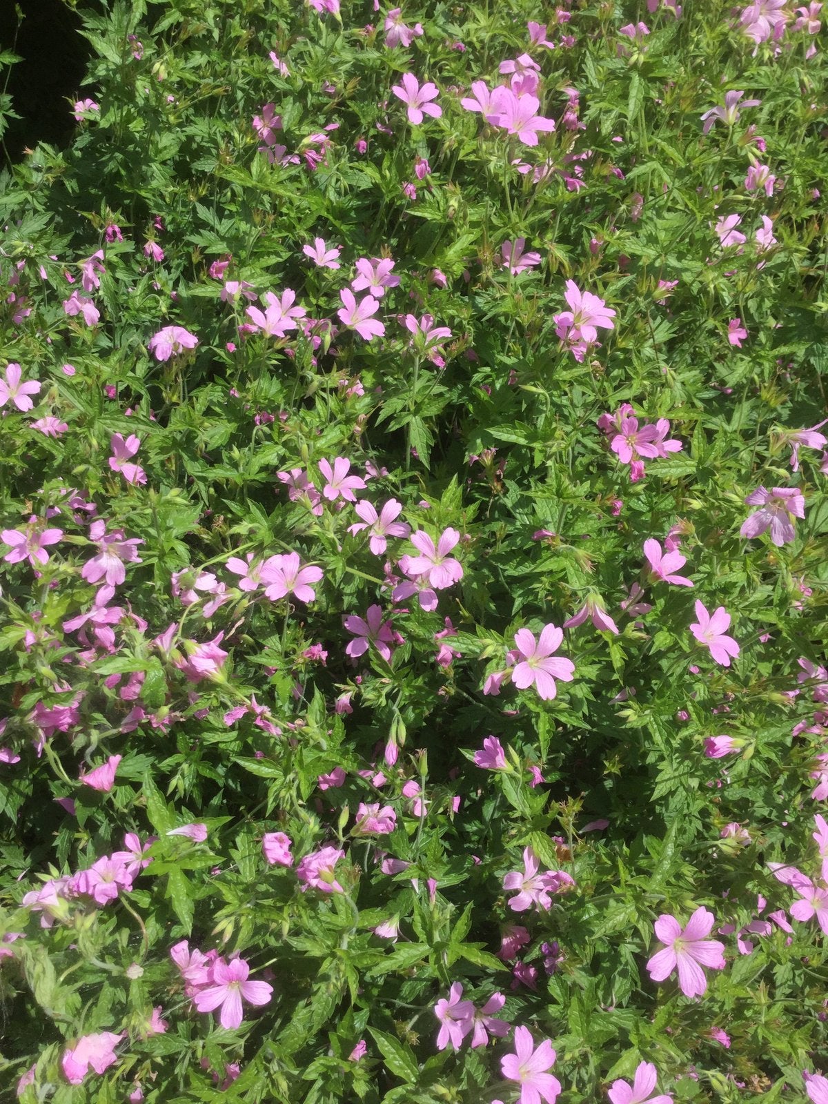 Bodembedekkende geranium, Tuin en Terras, Planten | Tuinplanten, Ophalen