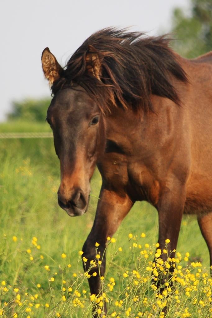 Sterk gebouwde PRE hengst 1 jaar oud - top afstamming, Dieren en Toebehoren, Paarden, Hengst, Niet van toepassing, Met stamboom