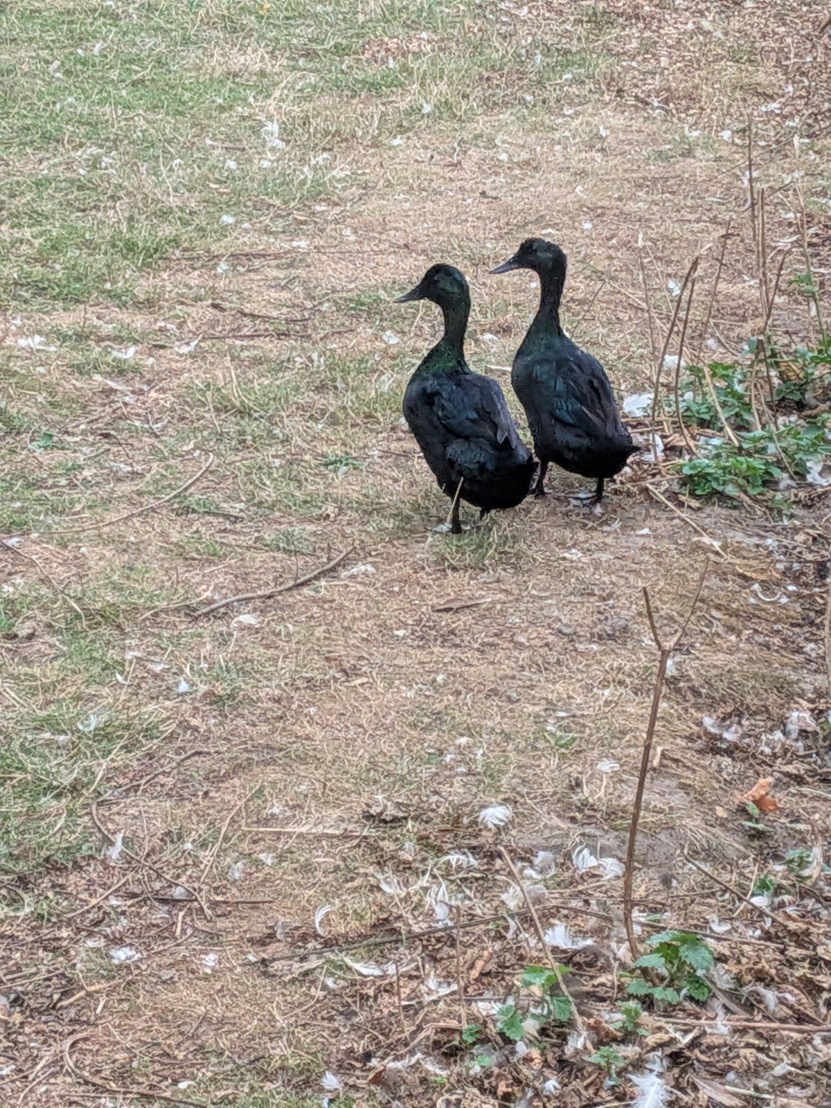 Jonge loopeend kruisingen, Canard