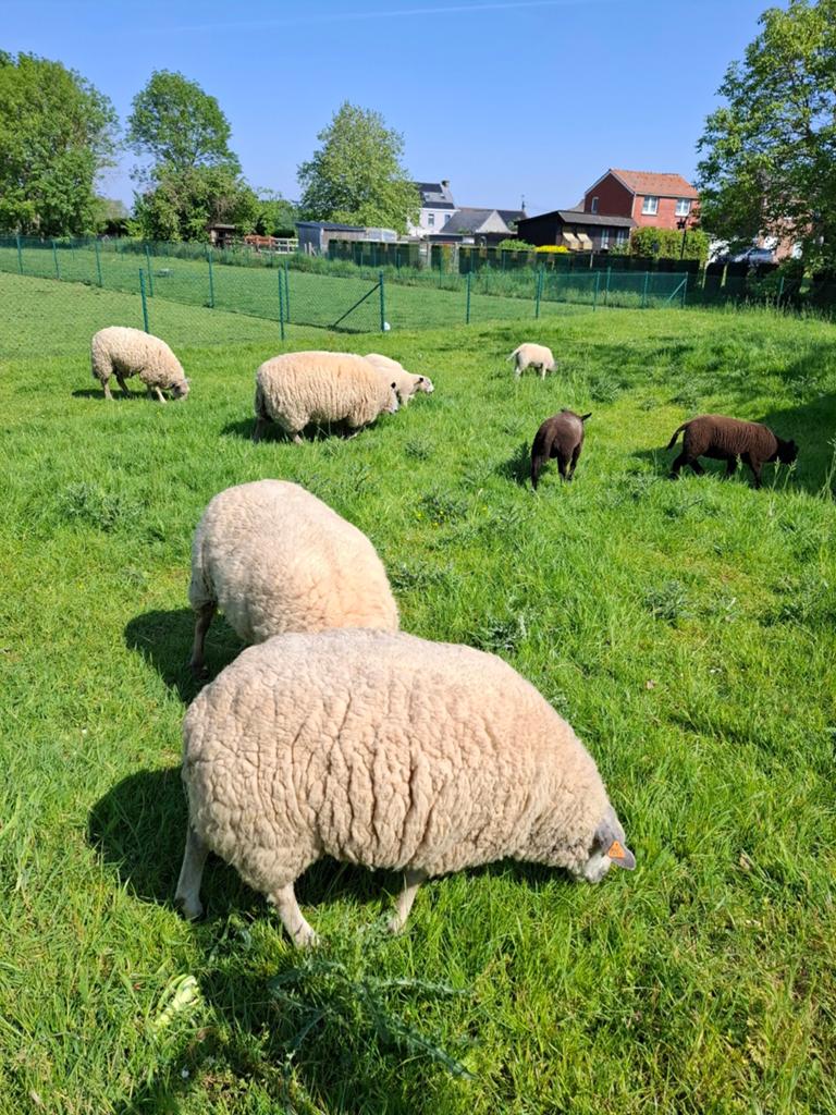 Schapen, Dieren en Toebehoren, Schapen, Geiten en Varkens