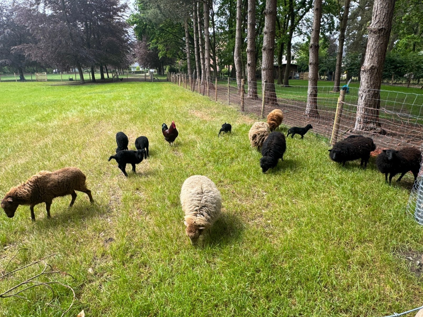 3 zwarte ouessant rammetjes en 2 zwart ooitje, Plusieurs animaux, Mouton, 0 à 2 ans
