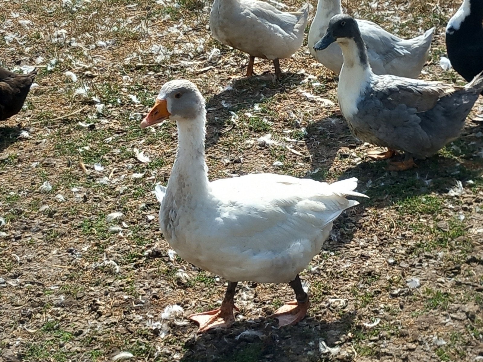 koppel ganzen, Dieren en Toebehoren