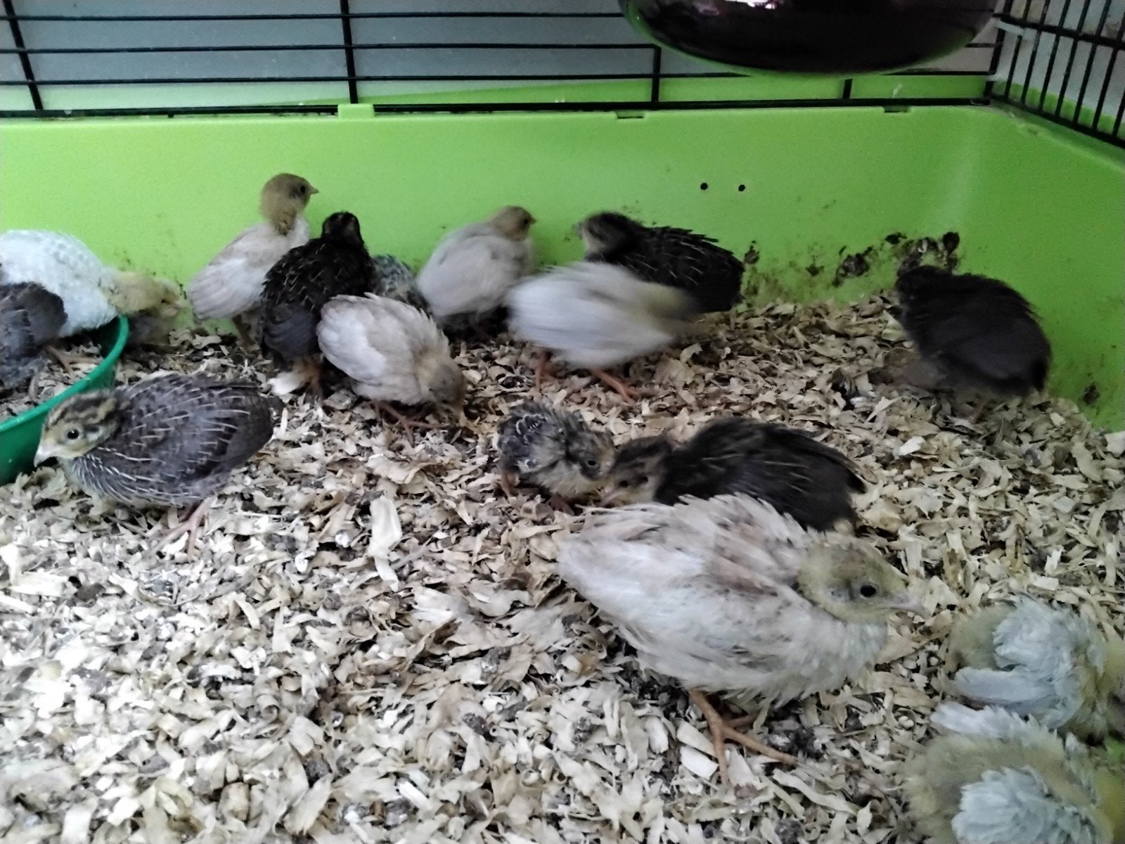 Chinese Dwergkwartels in verschillende kleuren en leeftijden