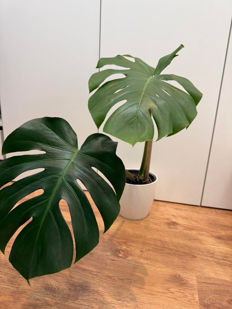 Monstera deliciosa, Enlèvement