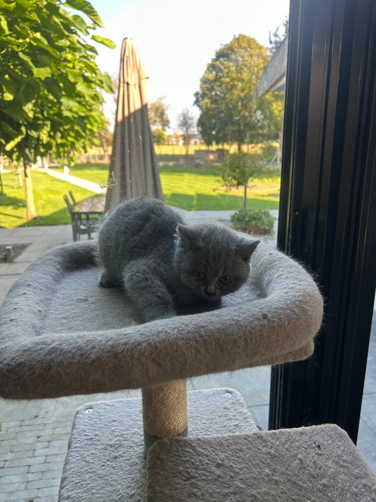 Britse korthaar kittens met Stamboom (Mundikat nr 2021160), Dieren en Toebehoren, Meerdere dieren, Met stamboom, 0 tot 2 jaar