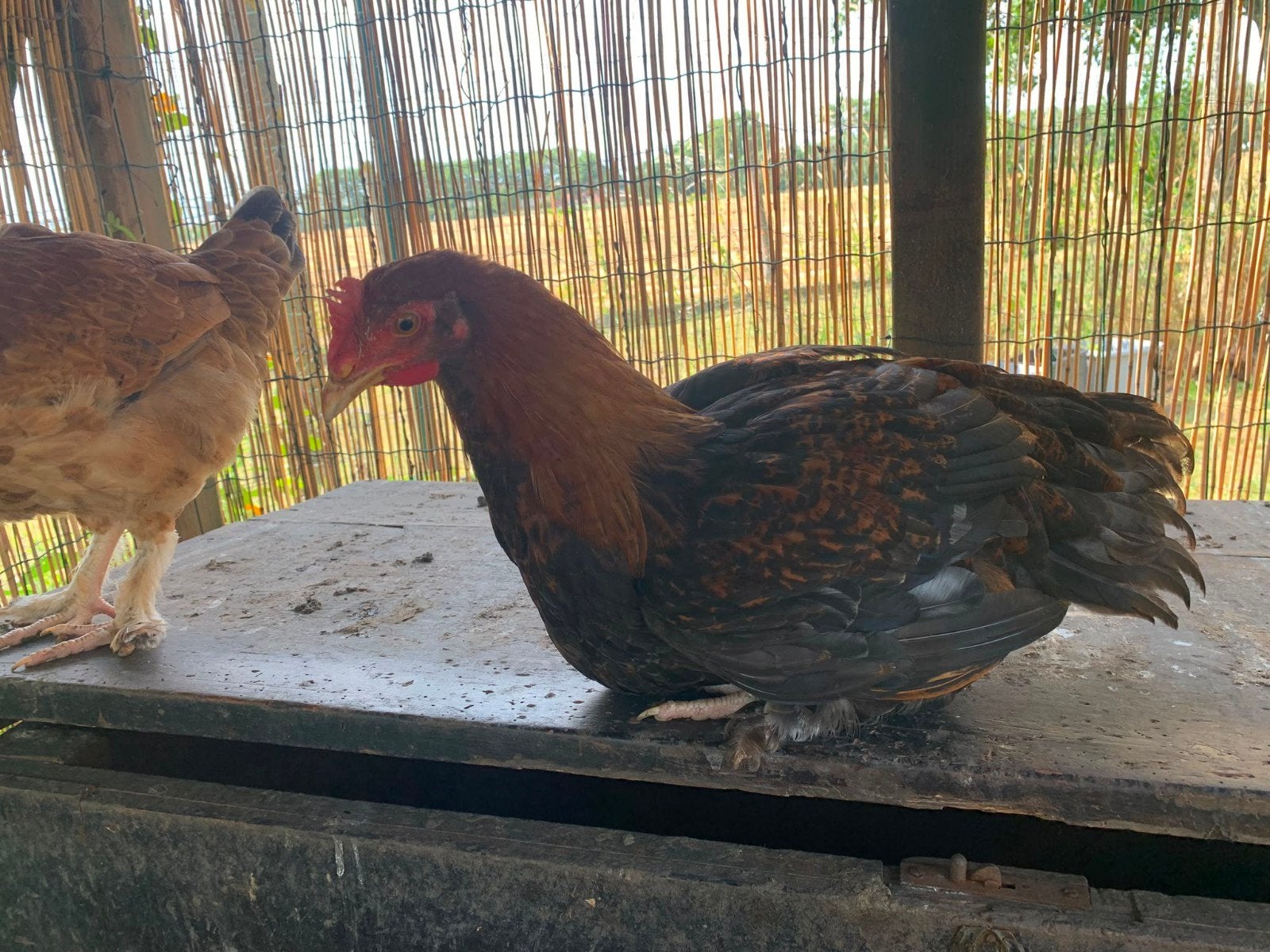 raszuivere tarwe marans haan, Dieren en Toebehoren