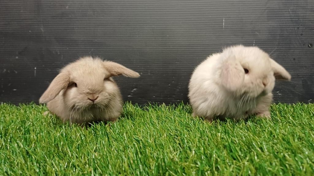 Raszuivere handtamme mannelijke minilop konijnen jongen, Dieren en Toebehoren, Mannelijk, Dwerg, Hangoor, 0 tot 2 jaar