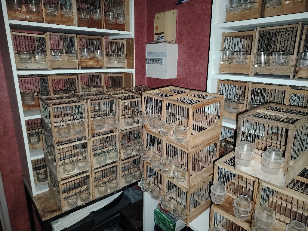 Cages Concours Canaris de Chant HARZ, Enlèvement, Utilisé