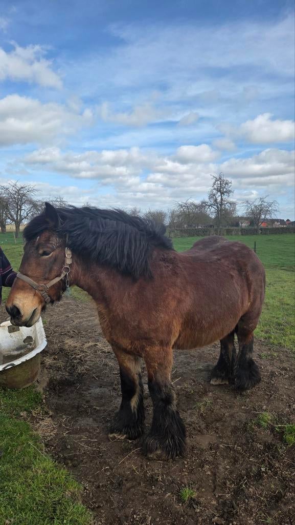 cheval de trait, Jument, Vacciné