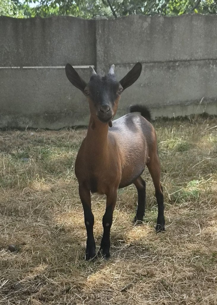 2 dwerggeitjes - Miekes - moeder met lam - bruin, Dieren en Toebehoren, Schapen, Geiten en Varkens, Vrouwelijk, Geit, 0 tot 2 jaar