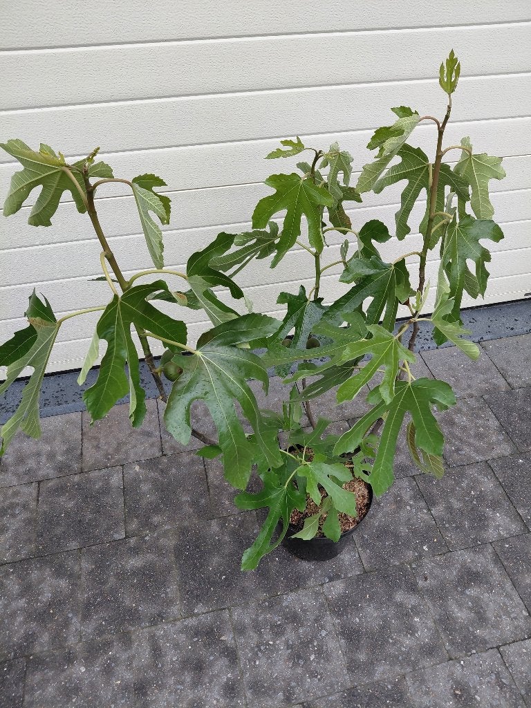 Ficus Little Miss Figgy, Ophalen, Halfschaduw