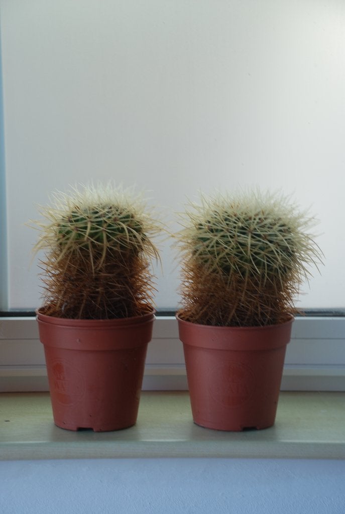 2 cactussen, Enlèvement, Cactus
