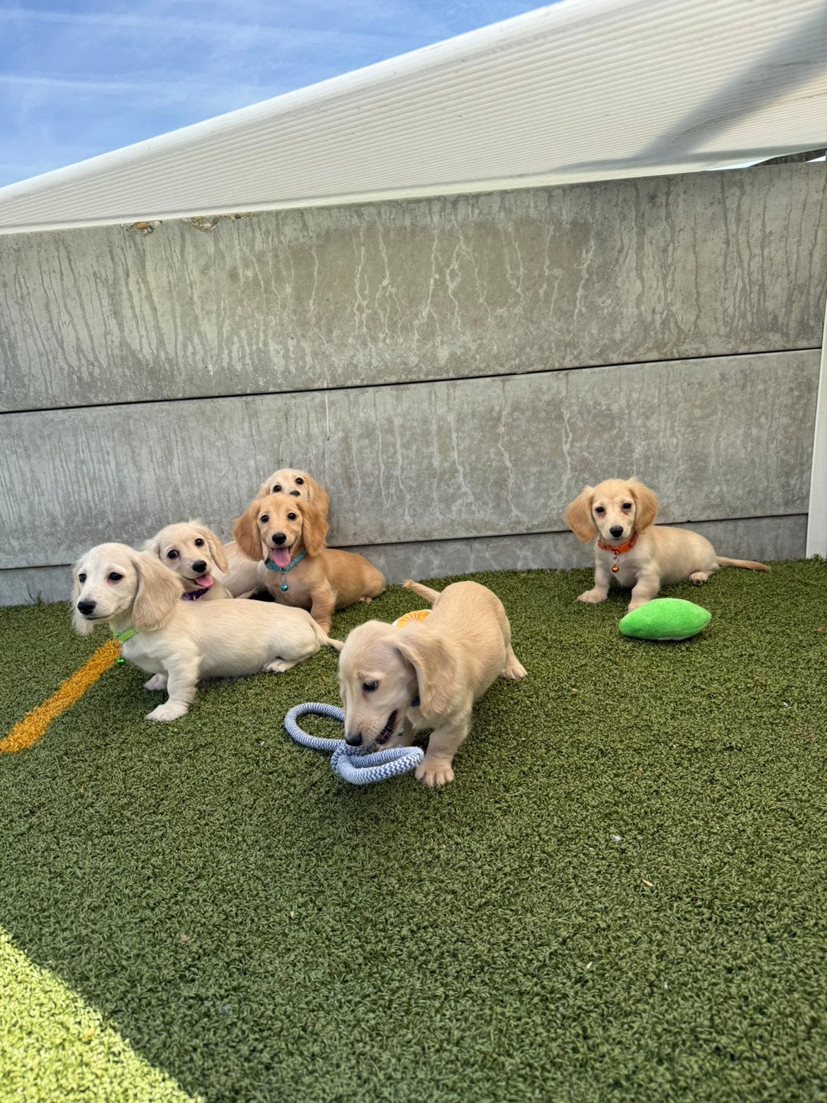Prachtige langharige cream/blonde dwergteckel pups, Dieren en Toebehoren, Parvo, België, 8 tot 15 weken, Dwerg