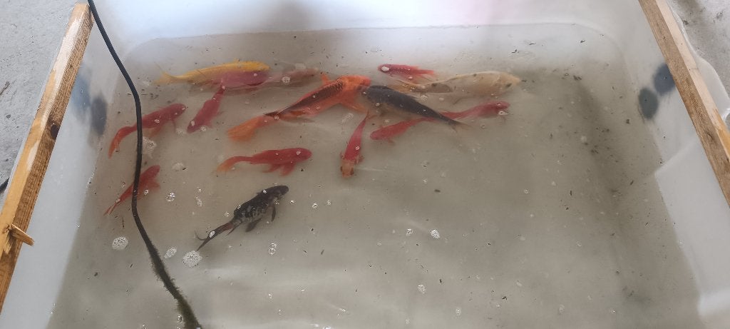3 Koi 30 cm  + poisson rouge  100€, Karper of Koi