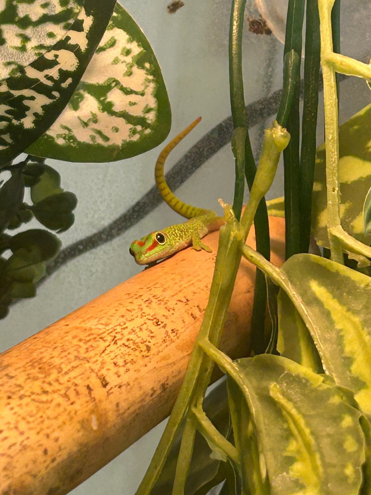 Madagaskar Daggekko te koop, Dieren en Toebehoren, Reptielen en Amfibieën, Amfibie, 0 tot 2 jaar