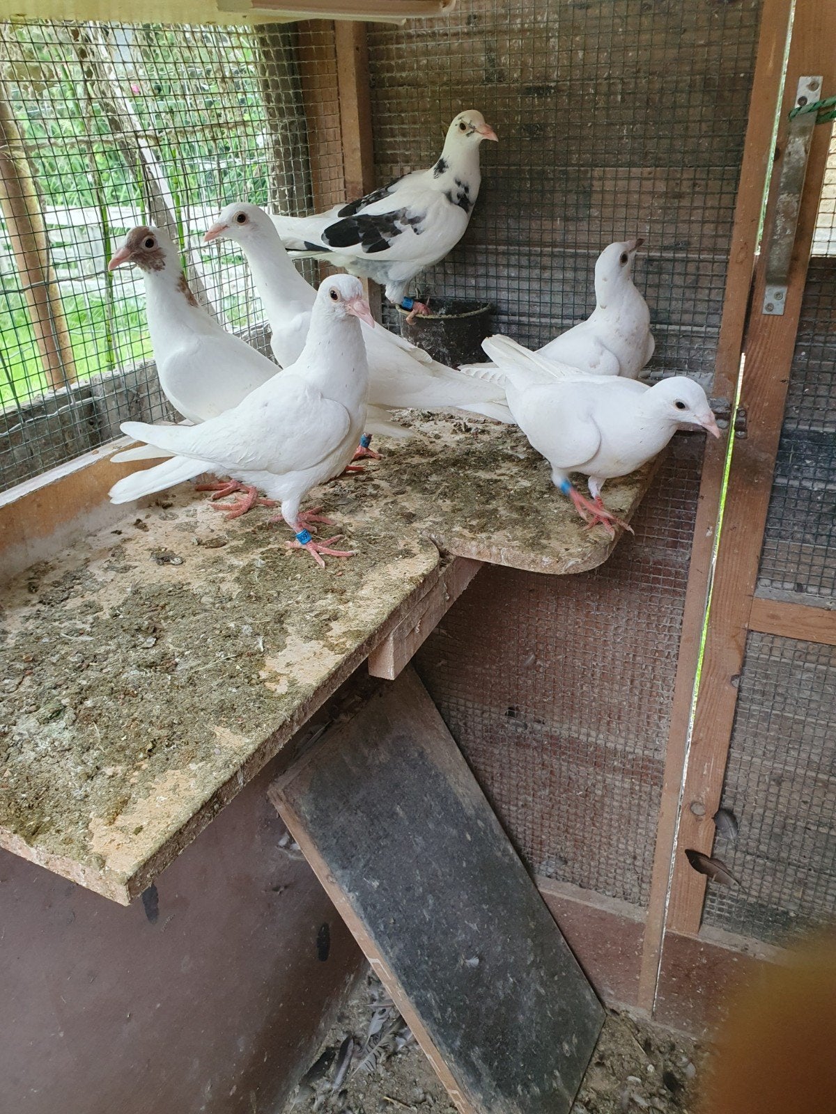 Witte reisduiven