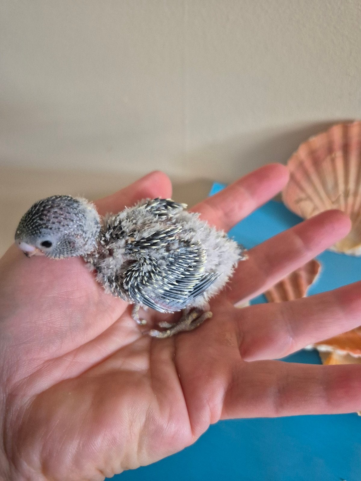baby grasparkieten, Dieren en Toebehoren, Vogels | Parkieten en Papegaaien
