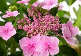 Hydrangea Mariesii Perfecta, Enlèvement
