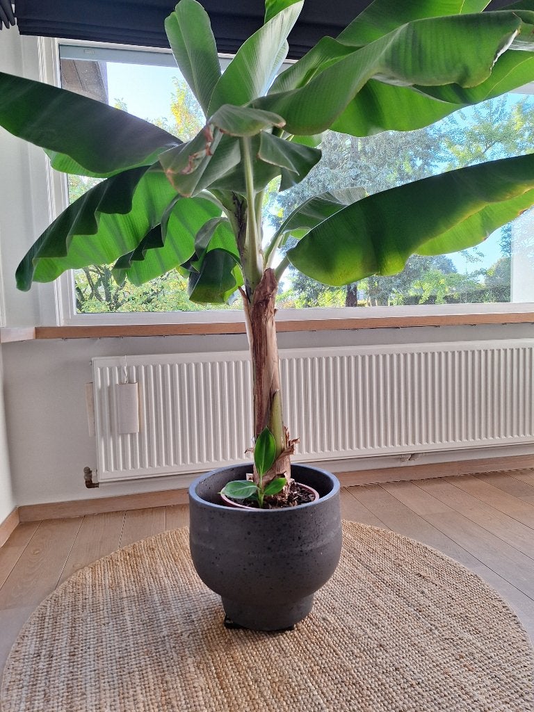 Tropische kamerplant Musa cavendish - bananenplant, Maison & Meubles, Autres espèces, En pot, Enlèvement, 100 à 150 cm