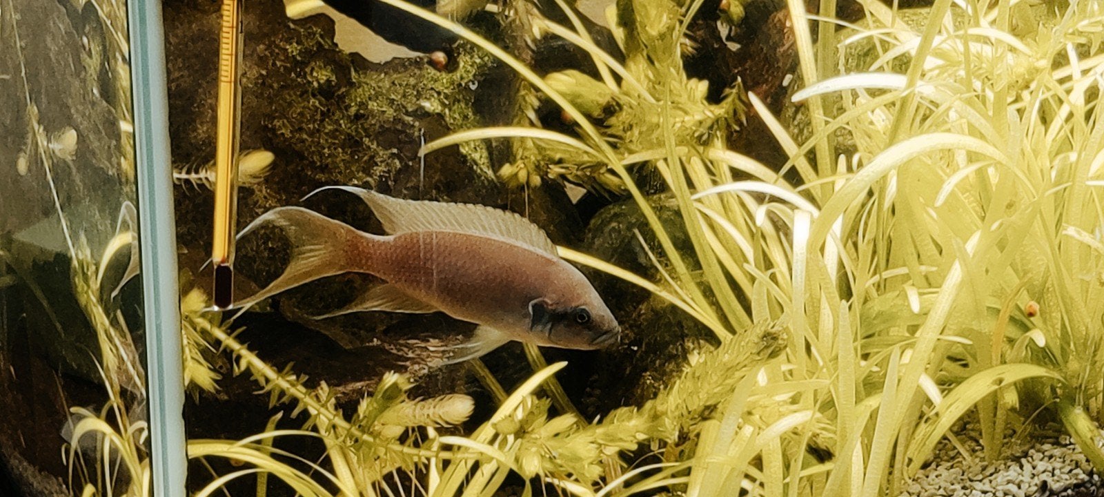 Cichlide Lamprologus Brichardi mannetje, Dieren en Toebehoren, Mannelijk