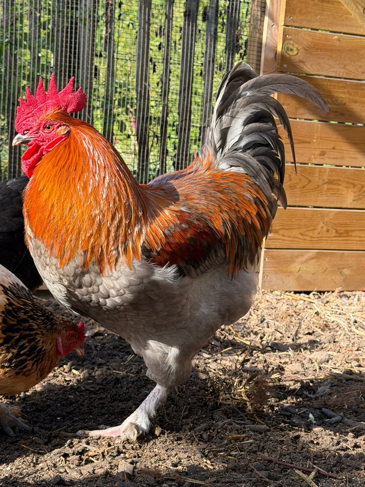 Prachtige Blauwe marans haan van deze lente, Dieren en Toebehoren