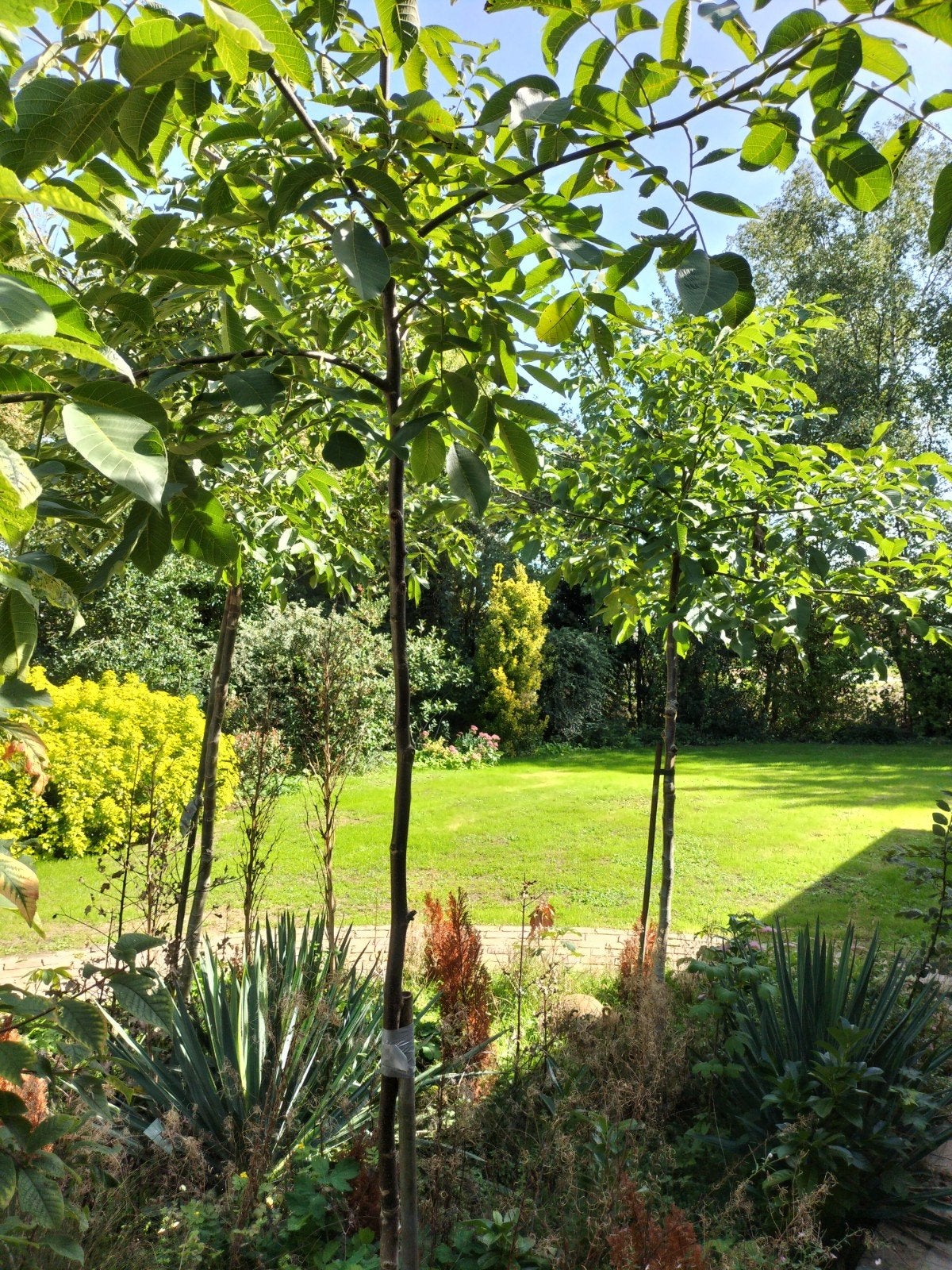 notelaars, Tuin en Terras, Ophalen, Overige soorten