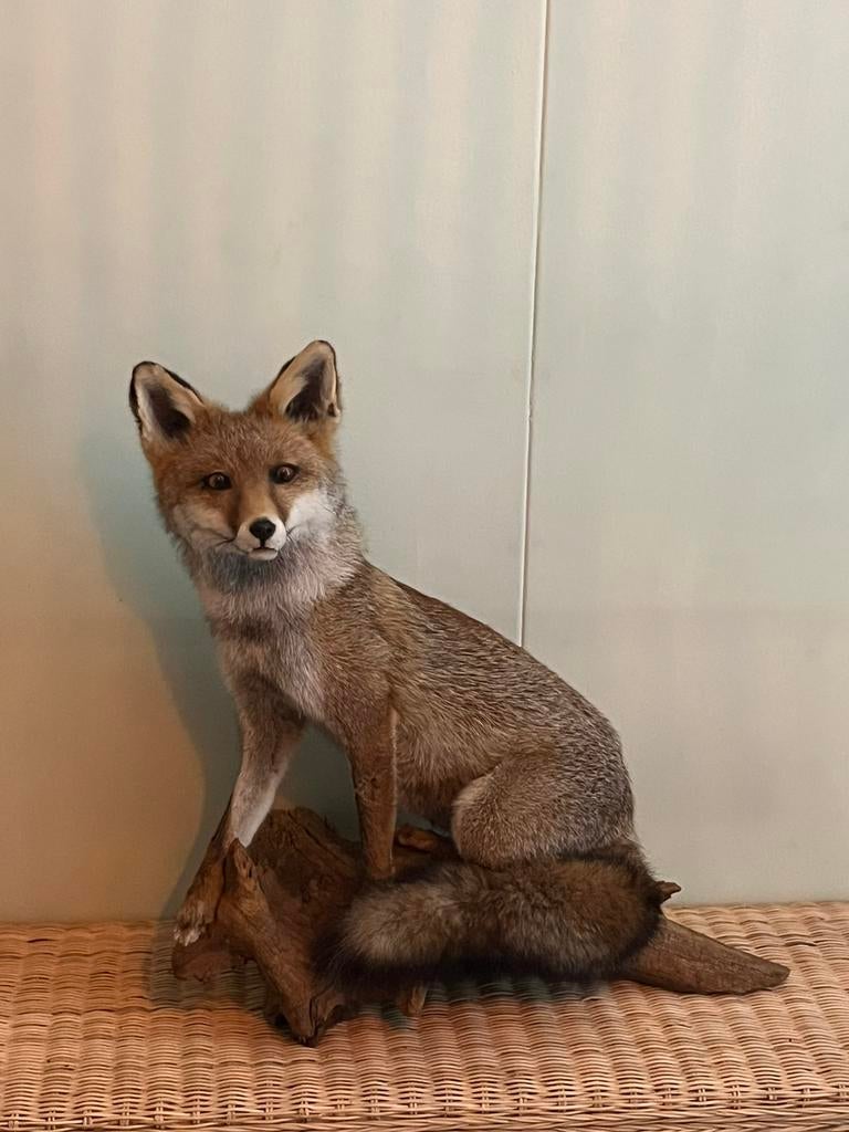 Mooi opgezette vos, Verzamelen, Dierenverzamelingen, Ophalen of Verzenden