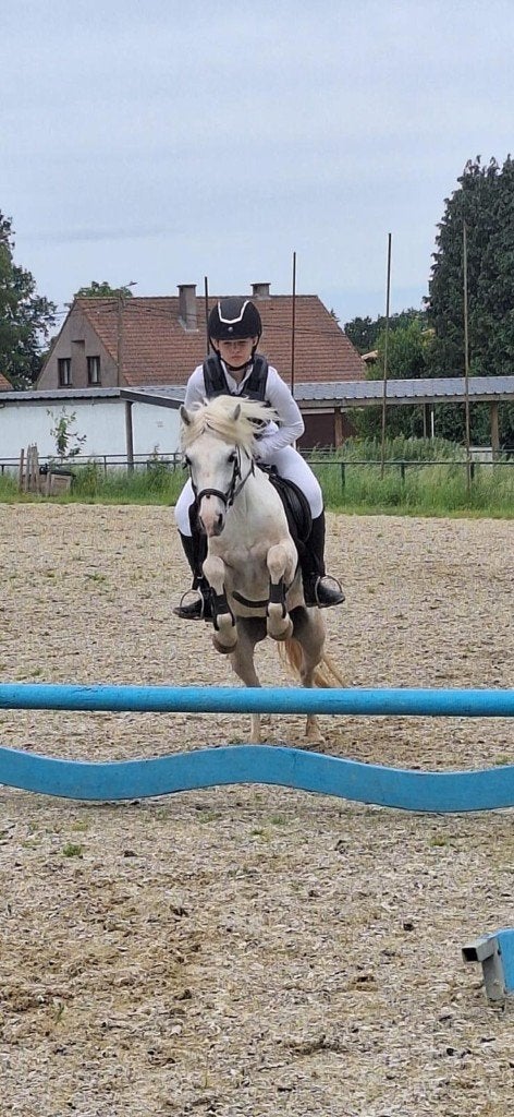 Welsh pony 10j, Dieren en Toebehoren, Pony's, Merrie, Met stamboom, Niet van toepassing, 7 tot 10 jaar