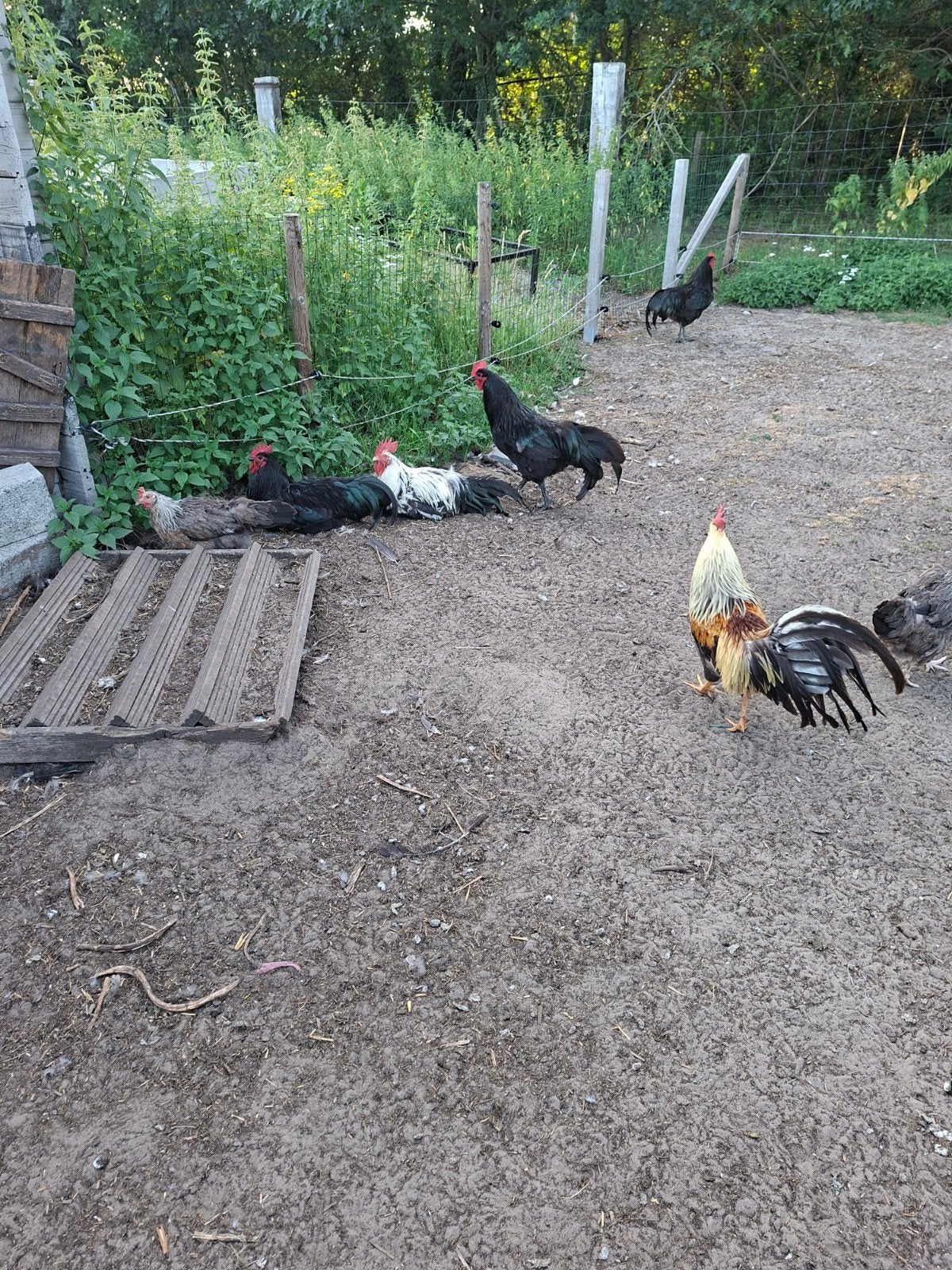 Hanen, Dieren en Toebehoren, Pluimvee