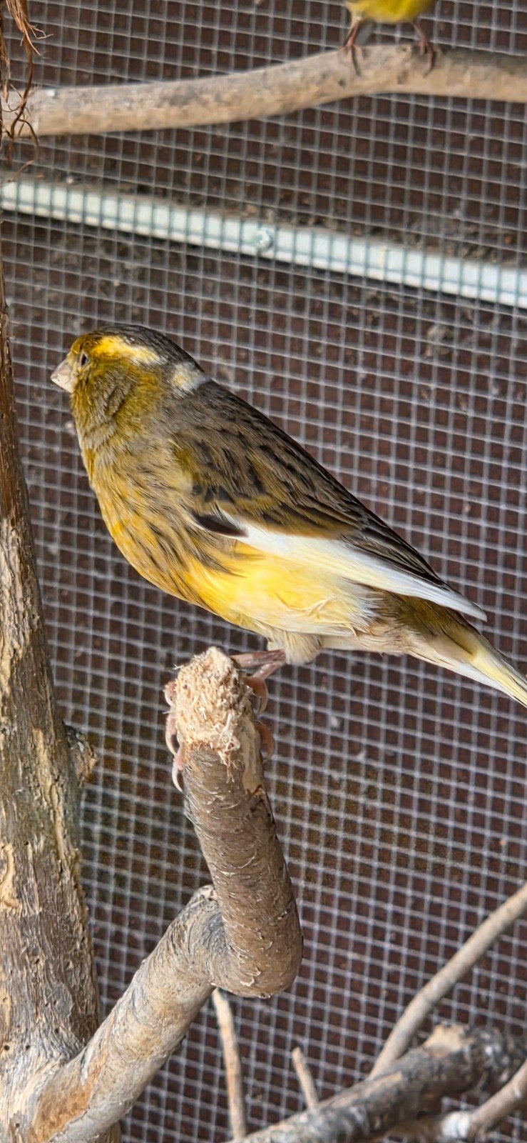 Jonge kanarie, Dieren en Toebehoren, Geslacht onbekend