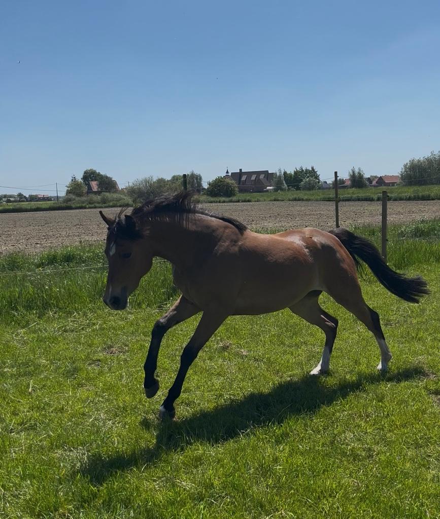 Prachtige sportpony, Dieren en Toebehoren, Merrie, Met stamboom, Springpony, 0 tot 2 jaar