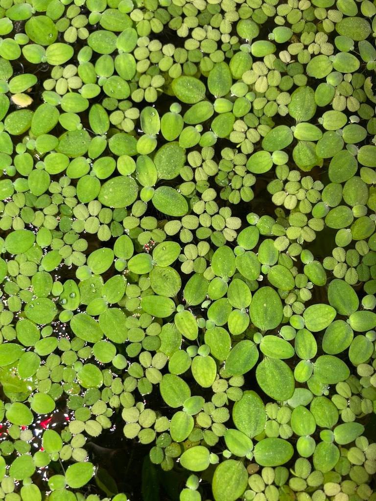 Aquarium drijfplantjes (Salvinia natans + mosselplantje), Ophalen, Zo goed als nieuw