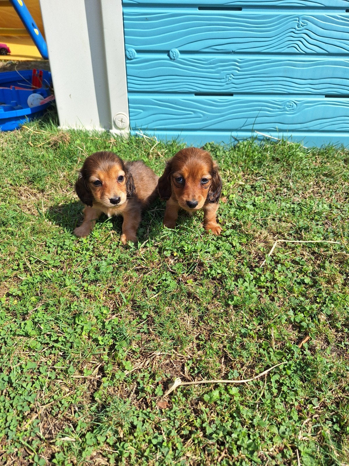 Langharige dwergteckel pups, Maladie de Carré (chiens), Belgique, Poils longs, Plusieurs