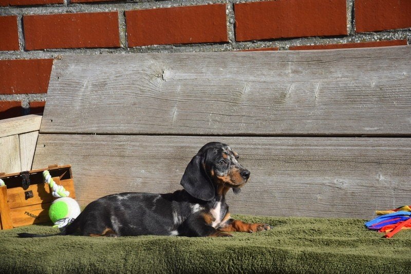 Kortharig Blue Merle Tan Teckel pupje, Poils courts, Standard, Chien (mâle), Belgique