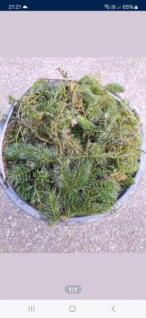 Hoornblad, Tuin en Terras, Ophalen