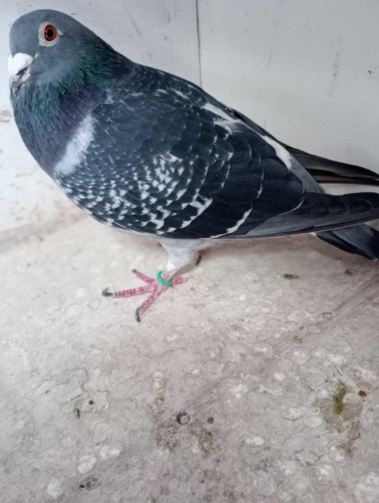 Coq reproducteur ! ! !, Mâle, Pigeon voyageur