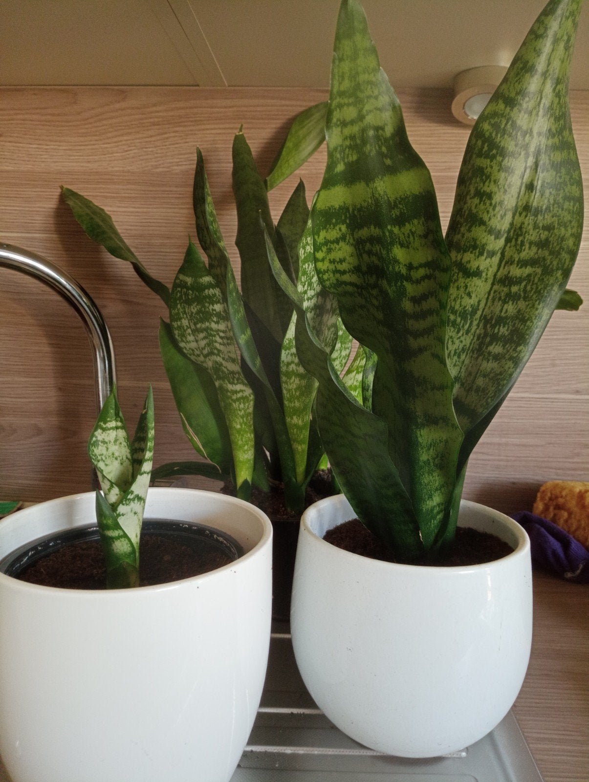 Sanseveria (€ 20 voor 3 of apart), Huis en Inrichting, Kamerplanten, Ophalen, Overige soorten, Halfschaduw, Minder dan 100 cm