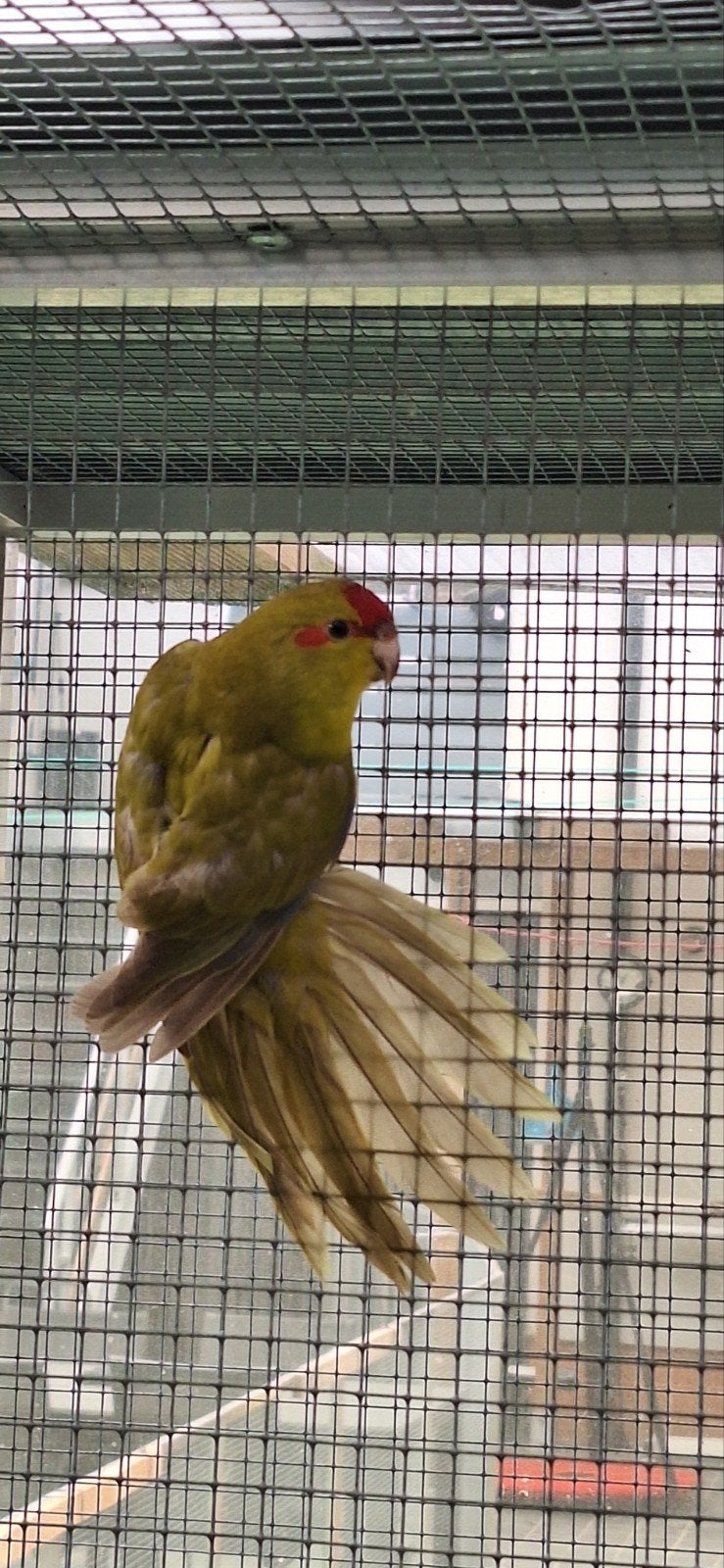 Kakariki's zomer 2026, Dwergpapegaai of Agapornis