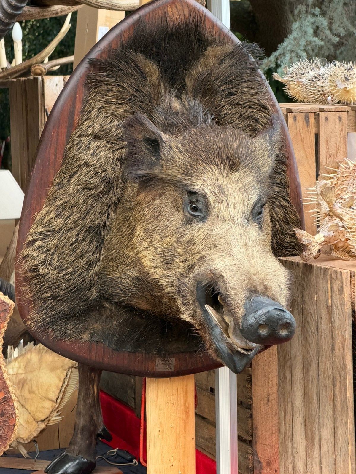 Groot varkens kop en wildzwijn, Ophalen