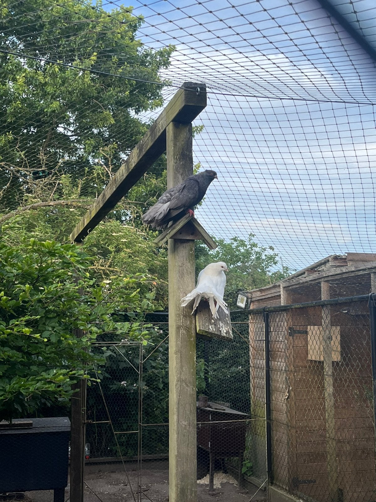 Pauwstaarten, Dieren en Toebehoren, Vogels | Duiven, Meerdere dieren, Overige soorten