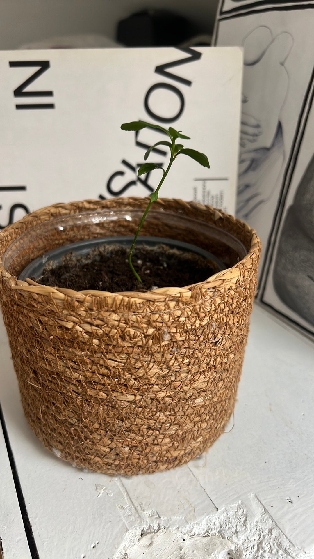 FLower pot with or without the little lemon, Moins de 25 cm, Rond, Comme neuf, Enlèvement