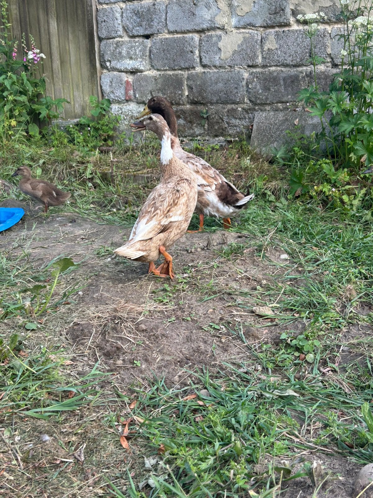 Koppel indische loopeenden, Dieren en Toebehoren, Meerdere dieren, Eend