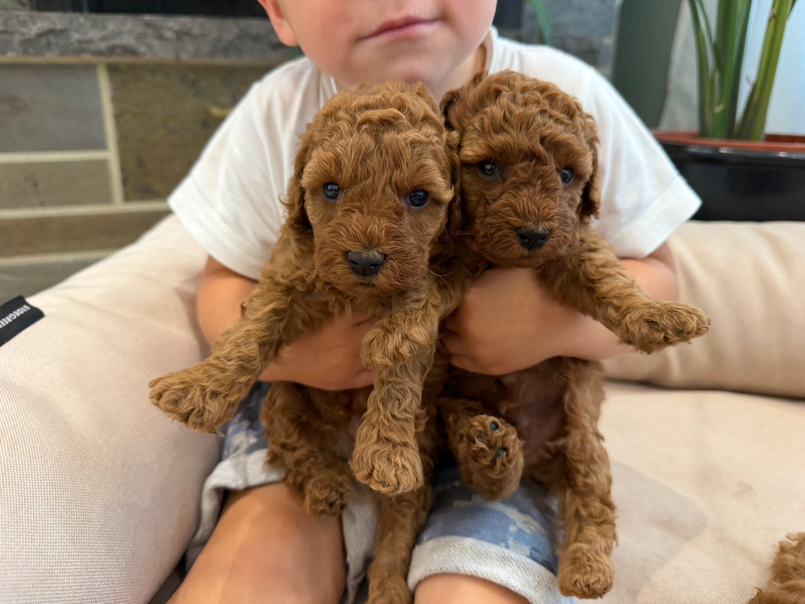 Abrikoos dwergpoedelpups, Dieren en Toebehoren, Honden | Chihuahua's en Gezelschapshonden, Meerdere dieren, Poedel, Particulier