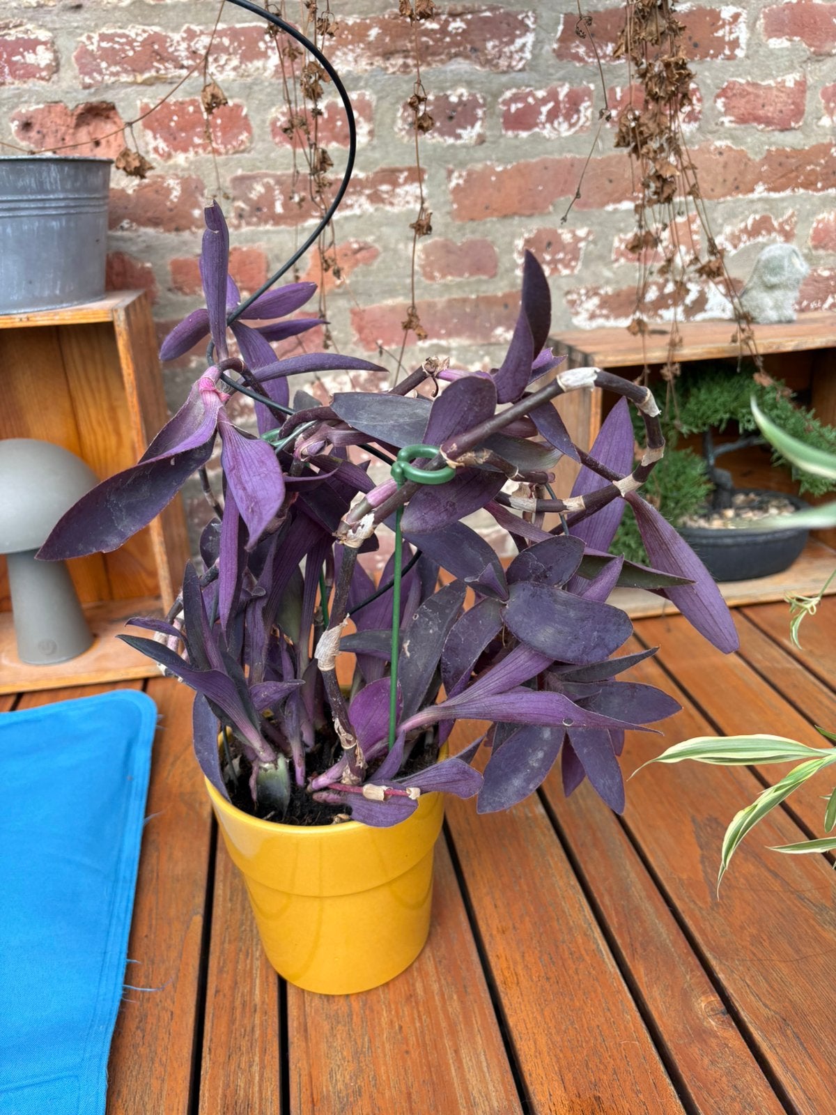 Plante Misère, Autres espèces, Moins de 100 cm, Enlèvement, Plante verte