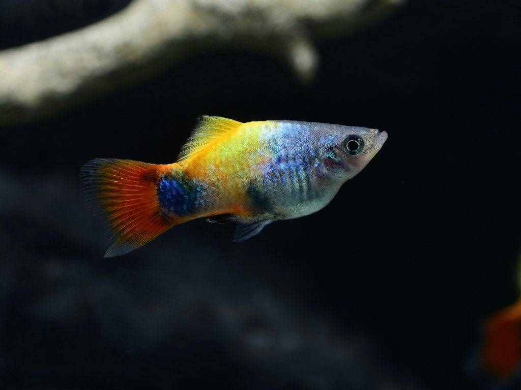 Butterfly mickey mouse platy
